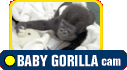 BABY GORILLA cam